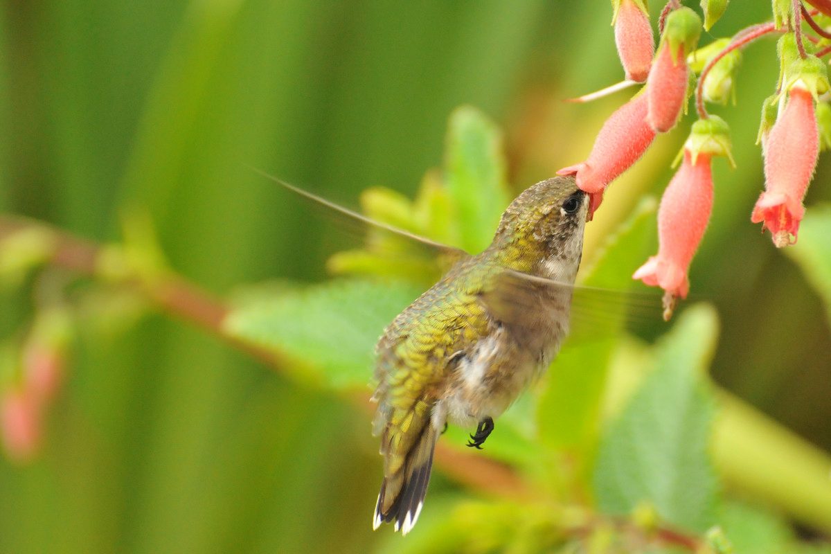 Atlanta Botanical Gardens, Atlanta Georgia - Ruby Throated Hummingbird